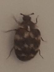 Anthrenus sp.